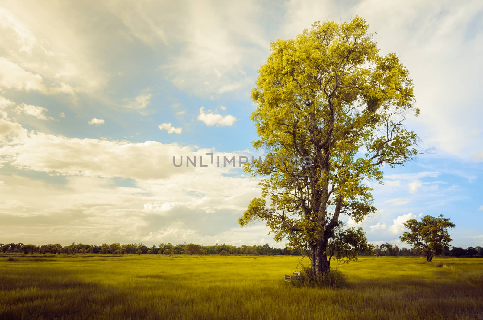 Tree grass field and sky in countryside Thailand vintage