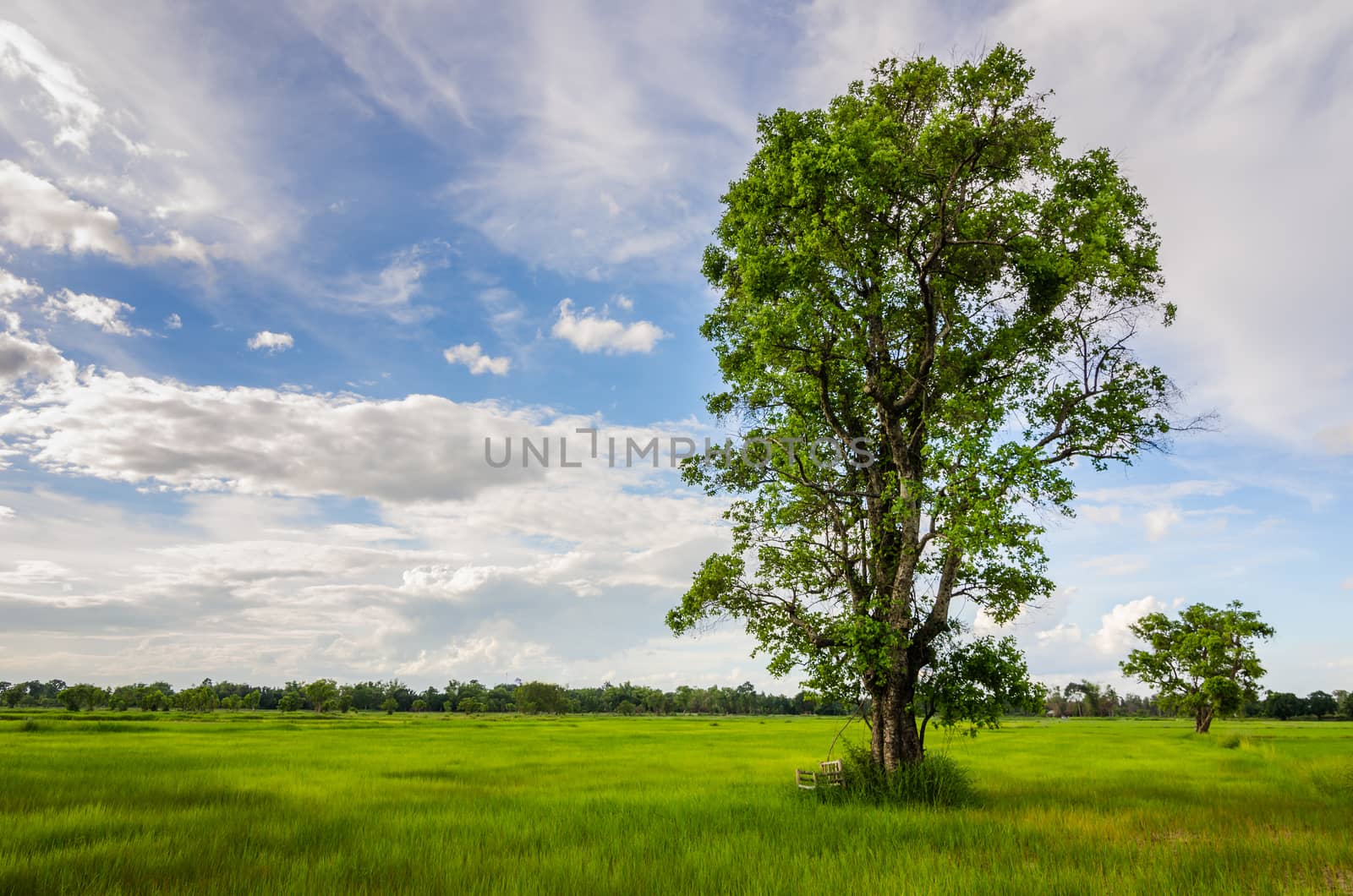 Tree grass field and sky in countryside Thailand