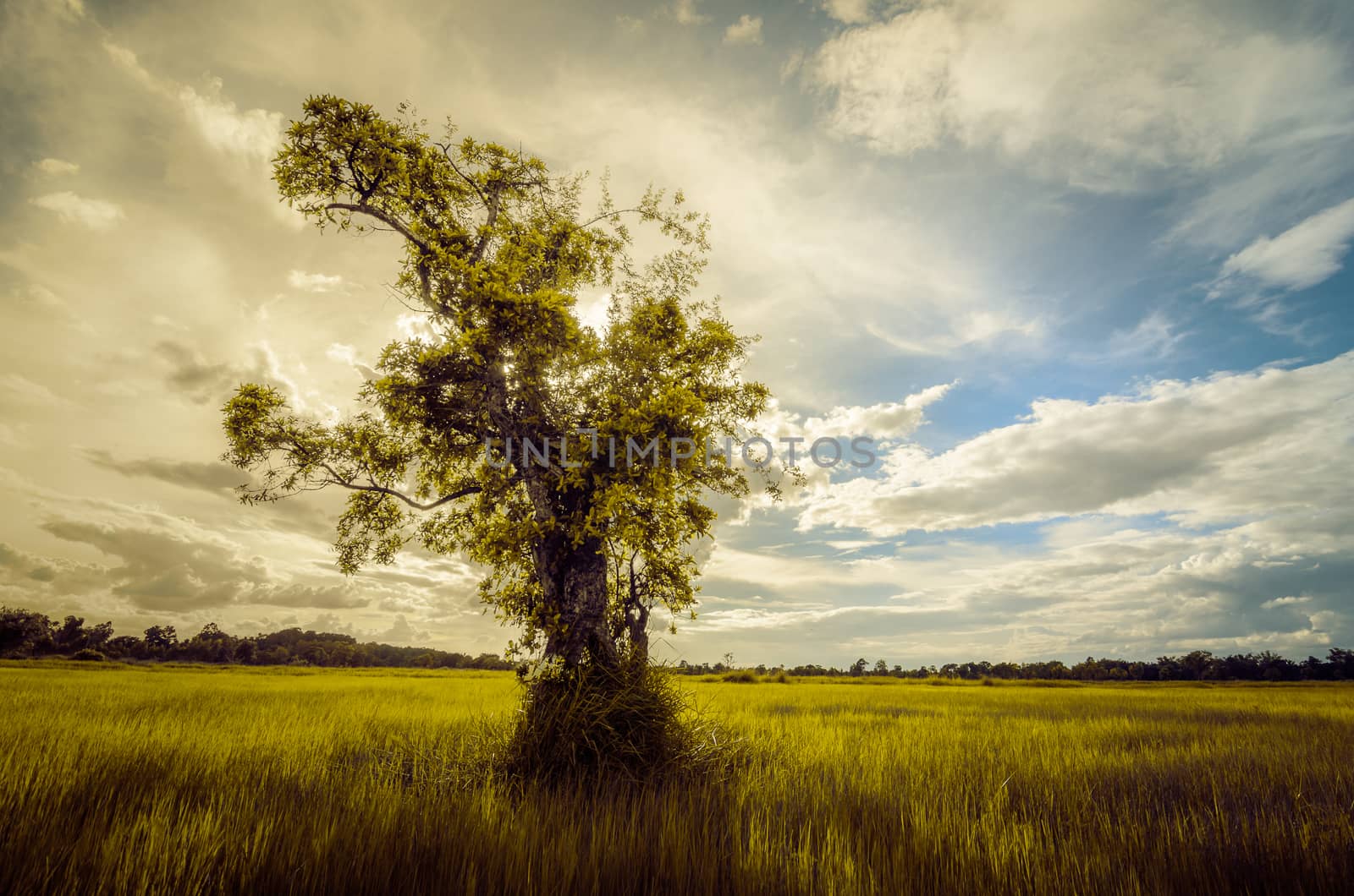 Tree grass field and sky in countryside Thailand vintage