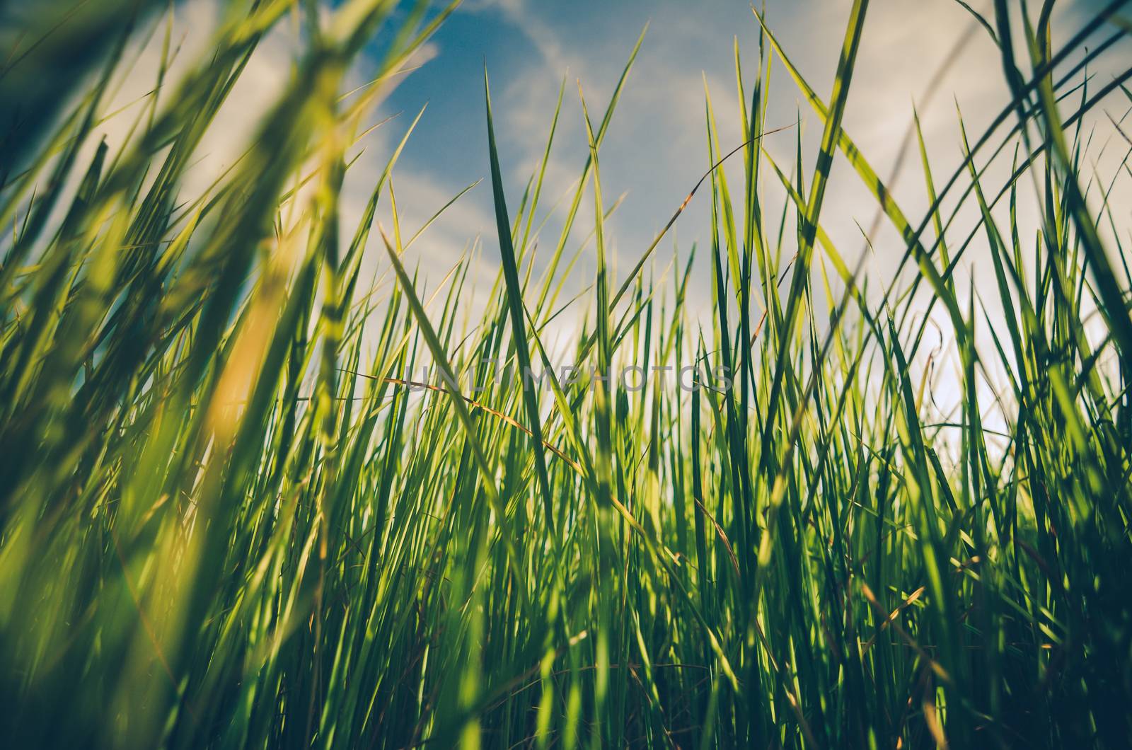 Green grass meadow field in the rice field Thailand background vintage