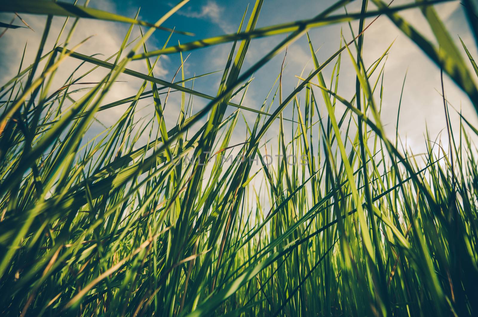 Green grass meadow field in the rice field Thailand background vintage