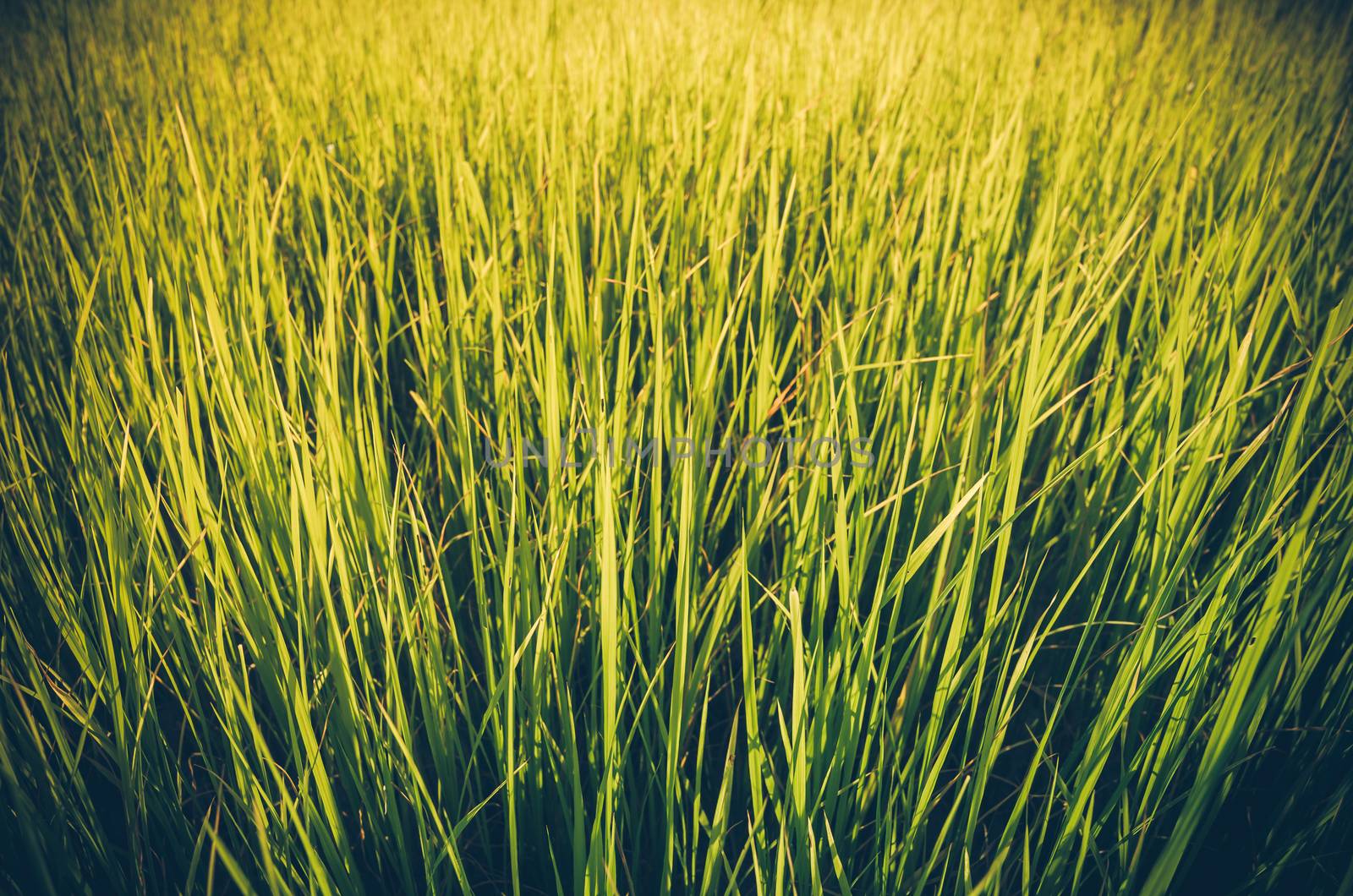 Green grass meadow field in the rice field Thailand background vintage