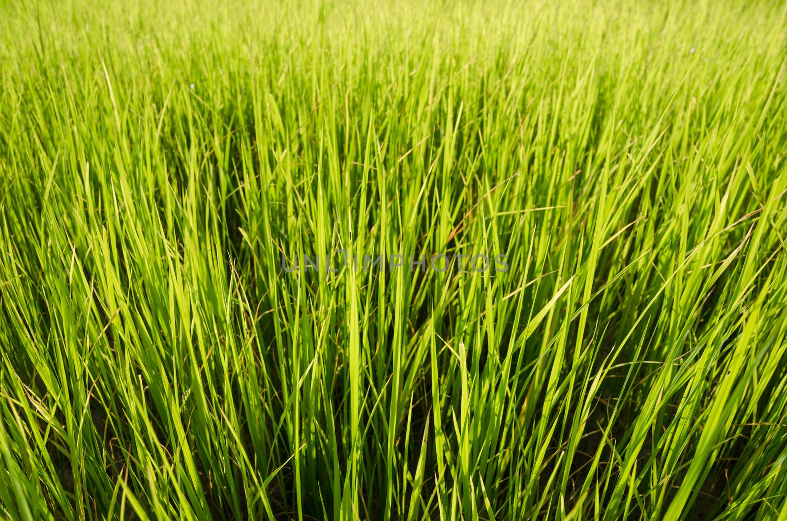 Green grass meadow field in the rice field Thailand background