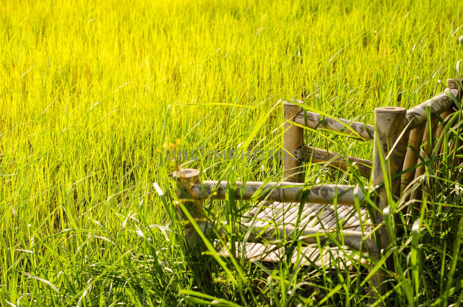 Bamboo wooden chairs on grass field in countryside Thailand