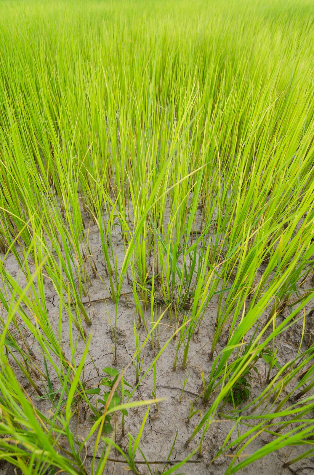 Green grass meadow field in the rice field Thailand background