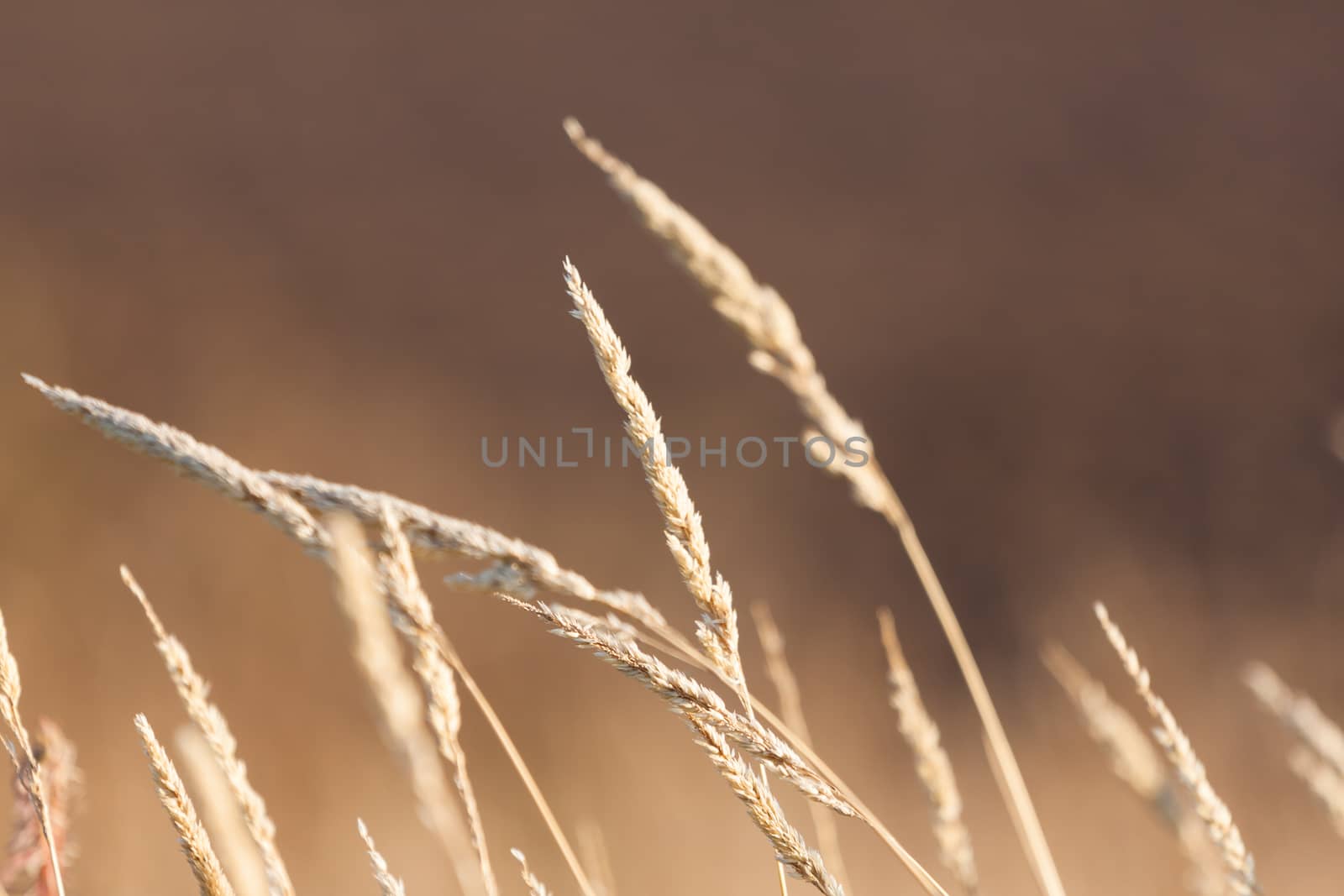 dry grass field in nature scene background