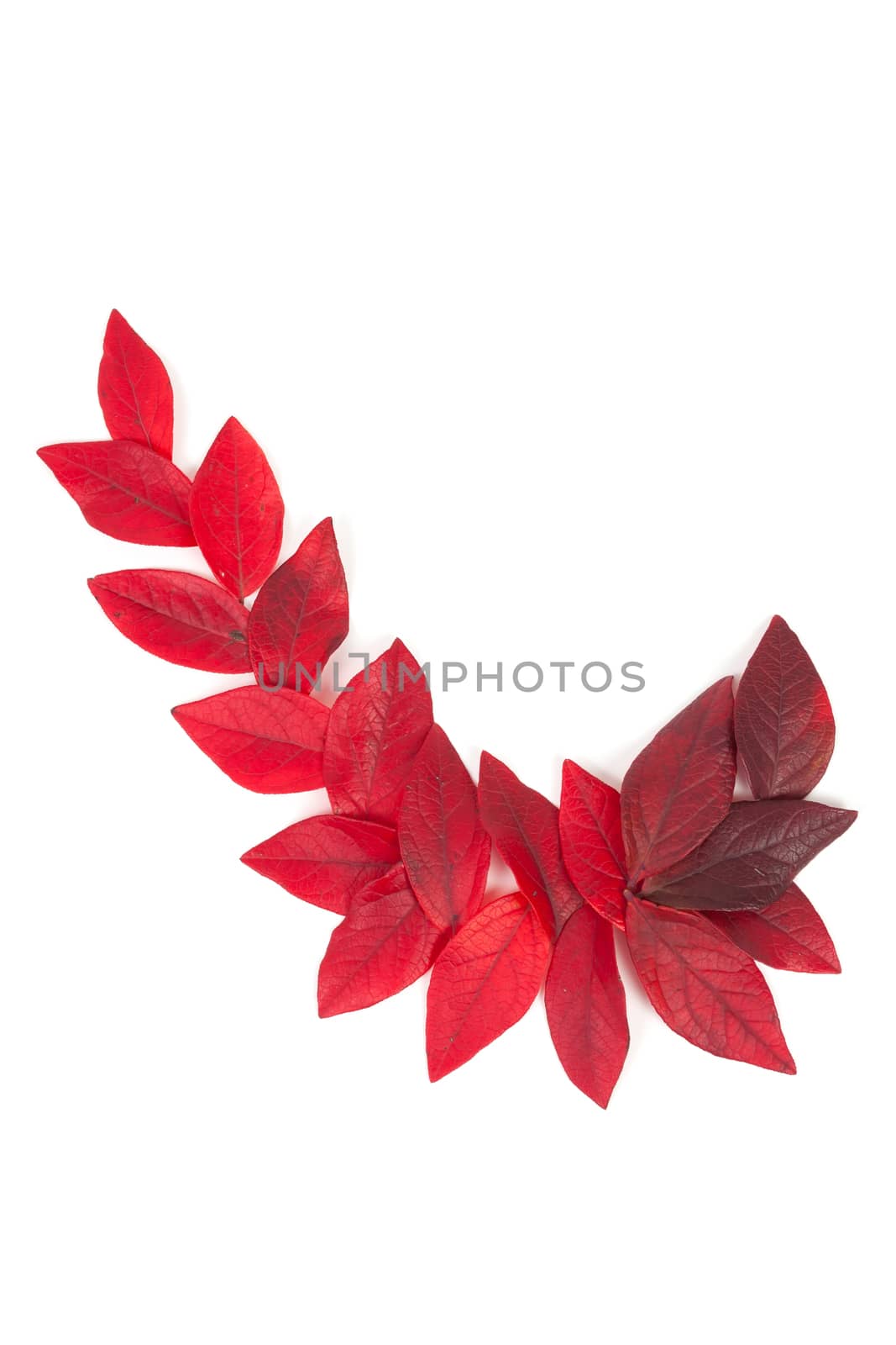 autumn red leaves isolated on white