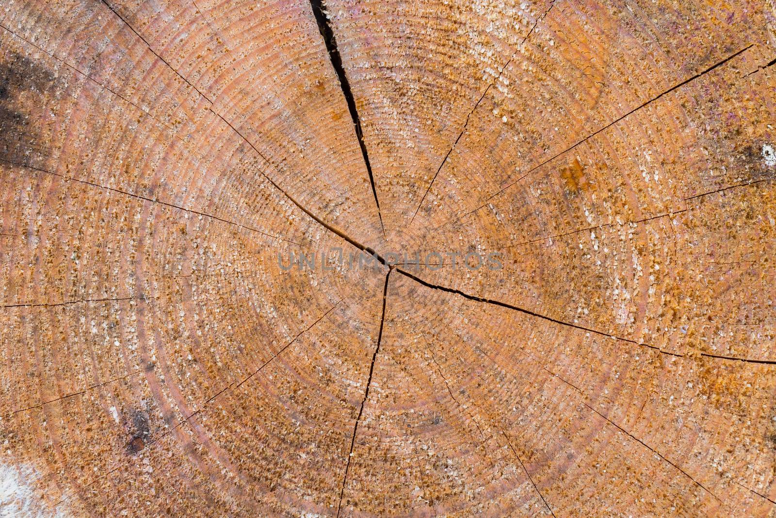 Old wood log texture background