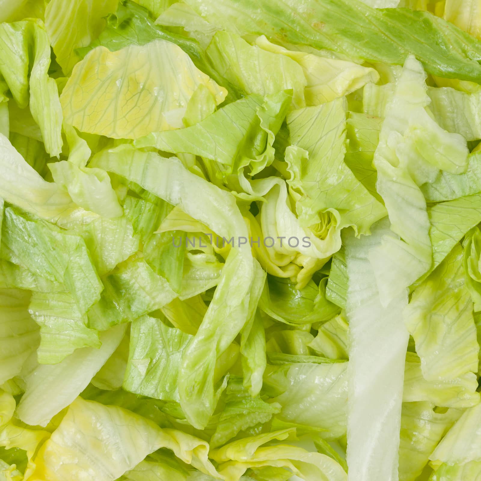 The texture of the leaves of lettuce salad