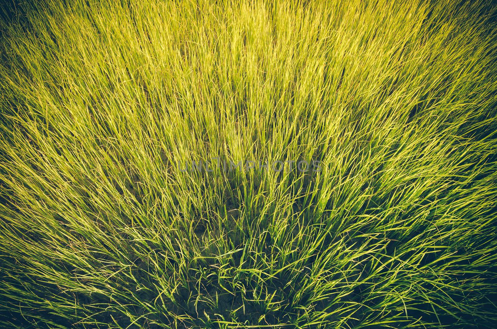 Green grass background vintage by sweetcrisis