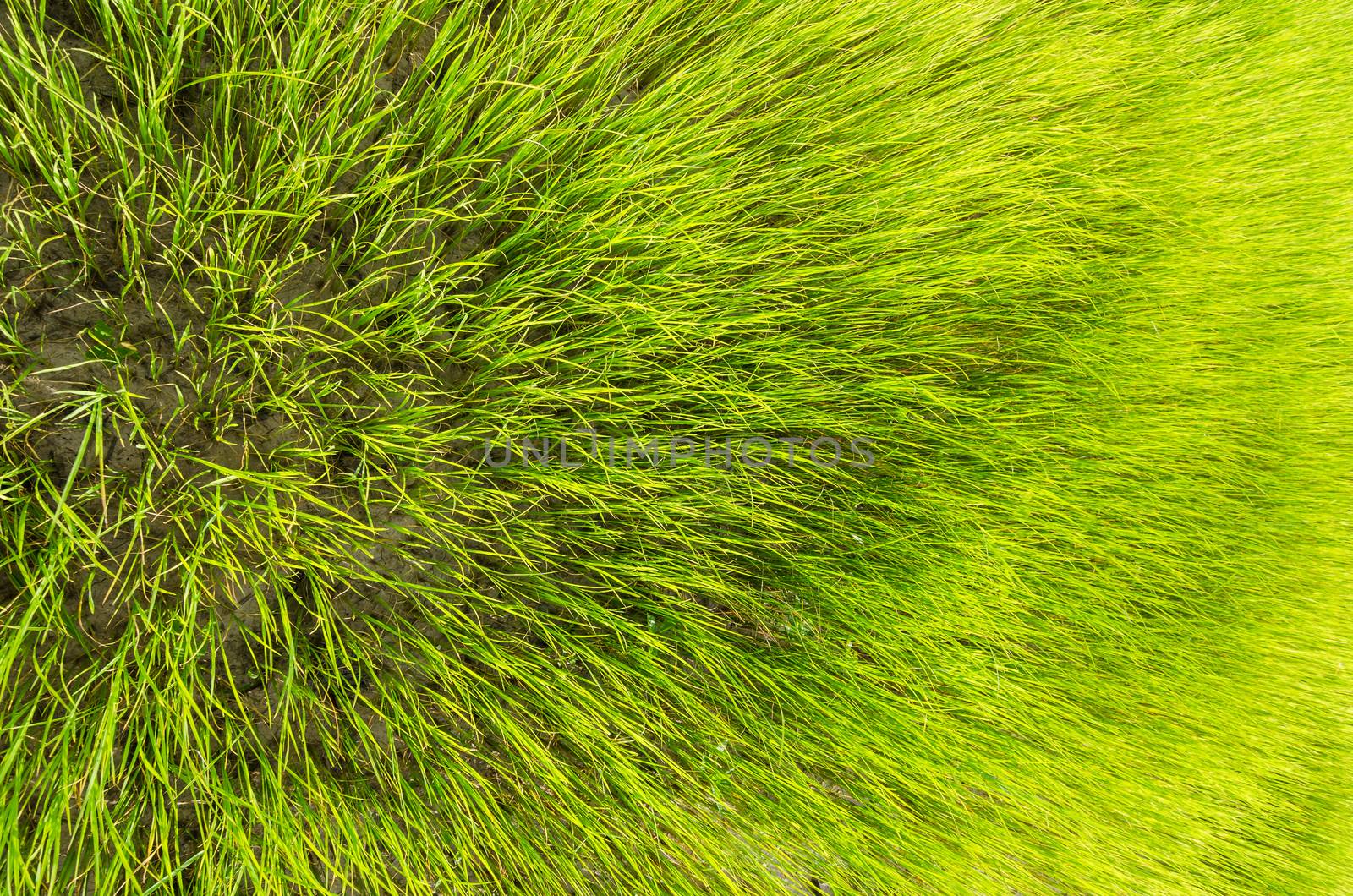 Green grass background by sweetcrisis