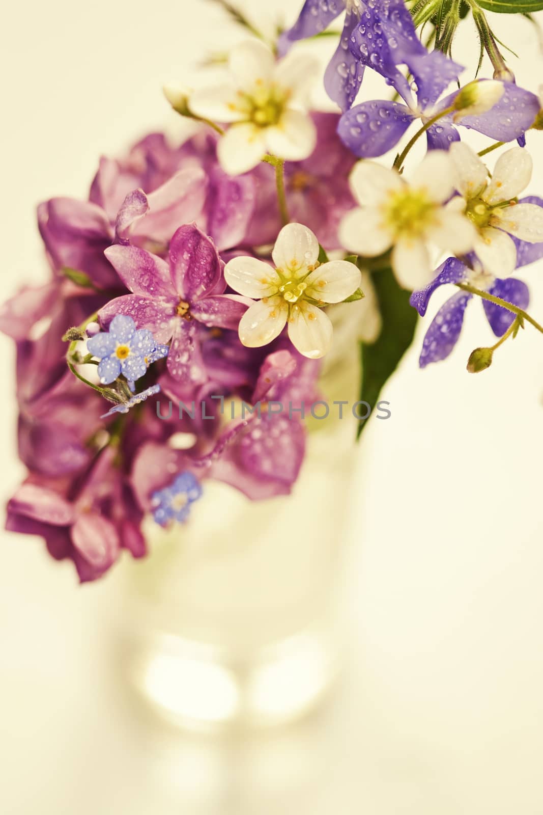 Beautiful spring flowers in a vase on white background