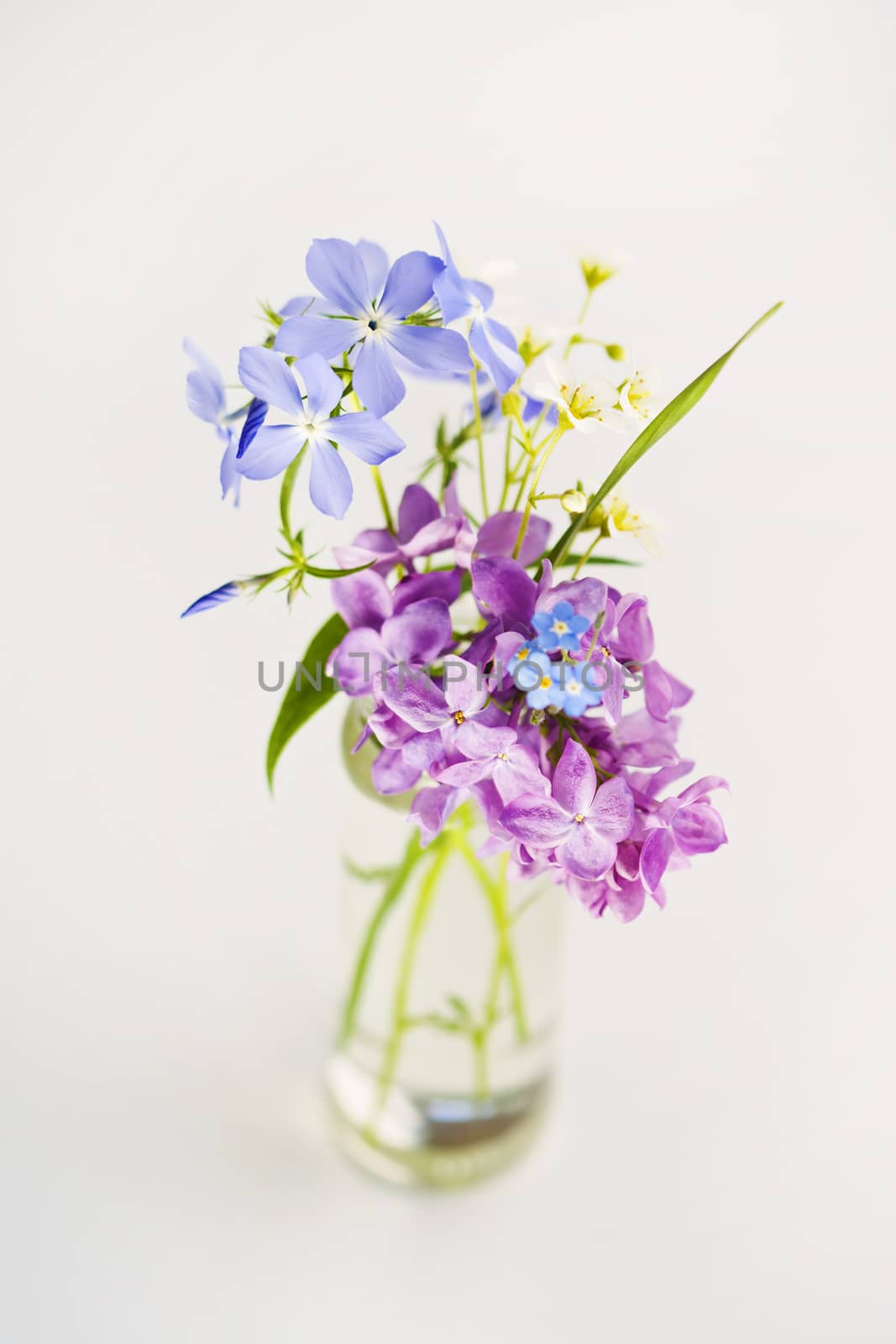 Beautiful spring flowers in a vase on white background