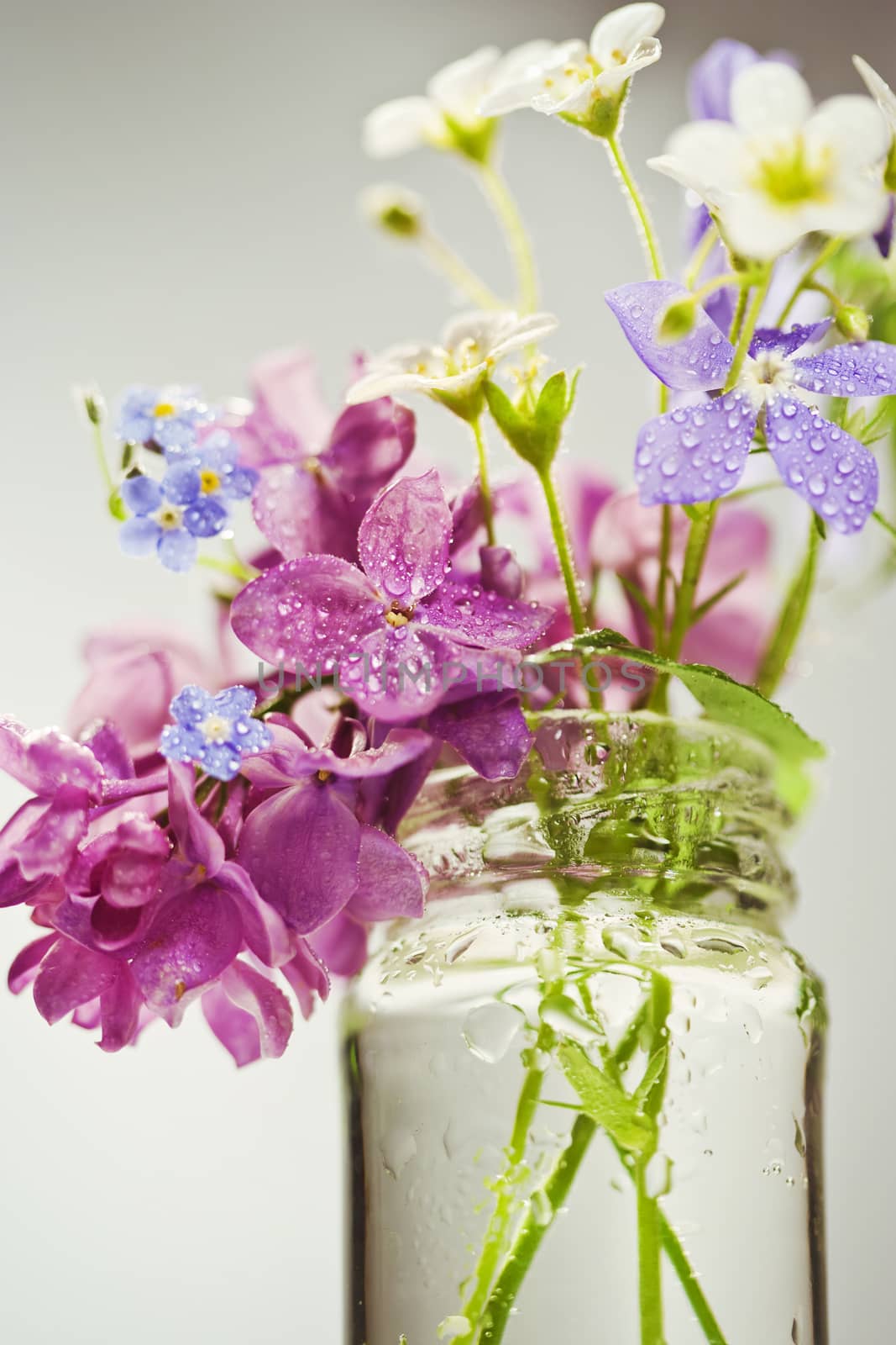 Beautiful spring flowers in a vase on white background