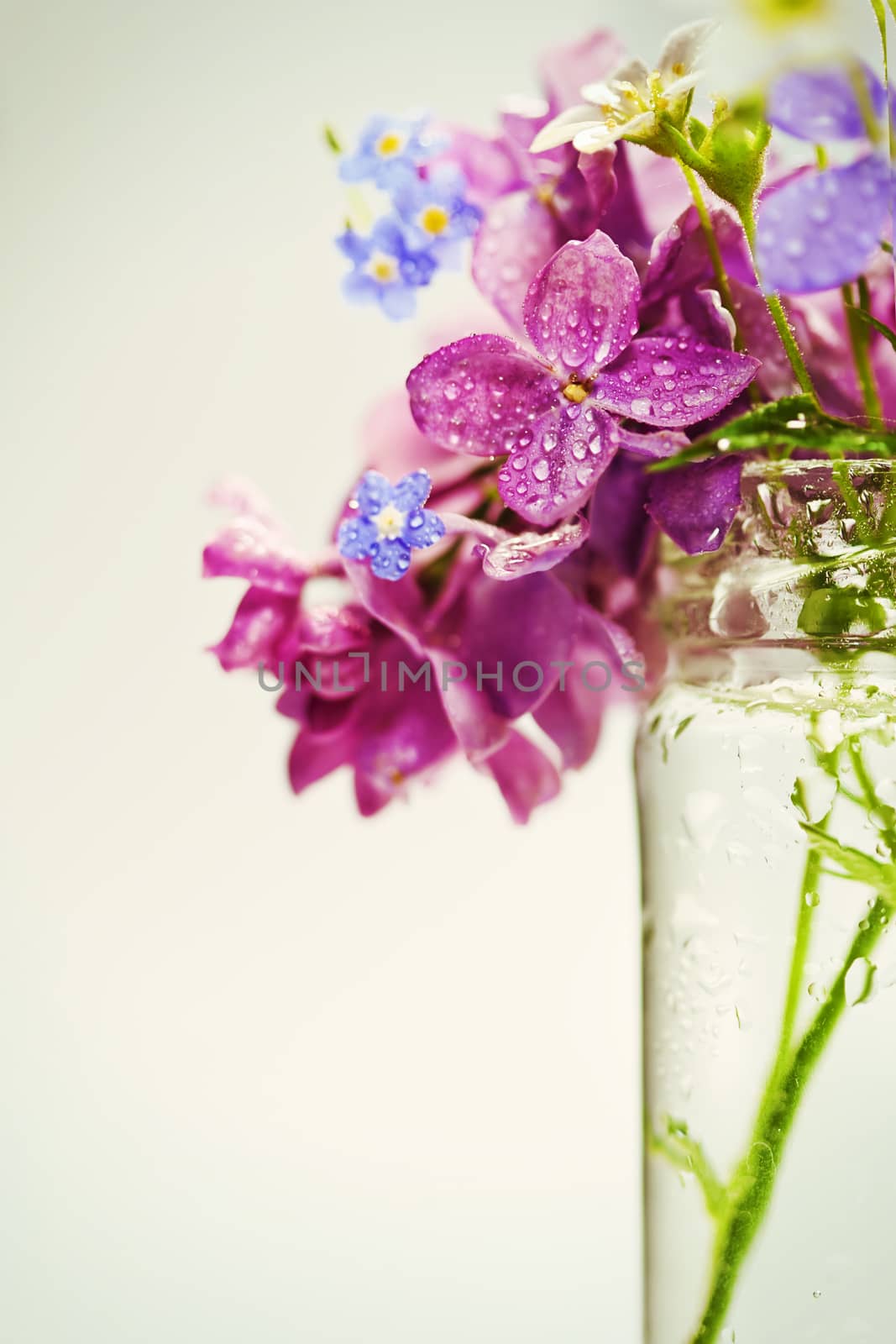 Beautiful spring flowers in a vase on white background