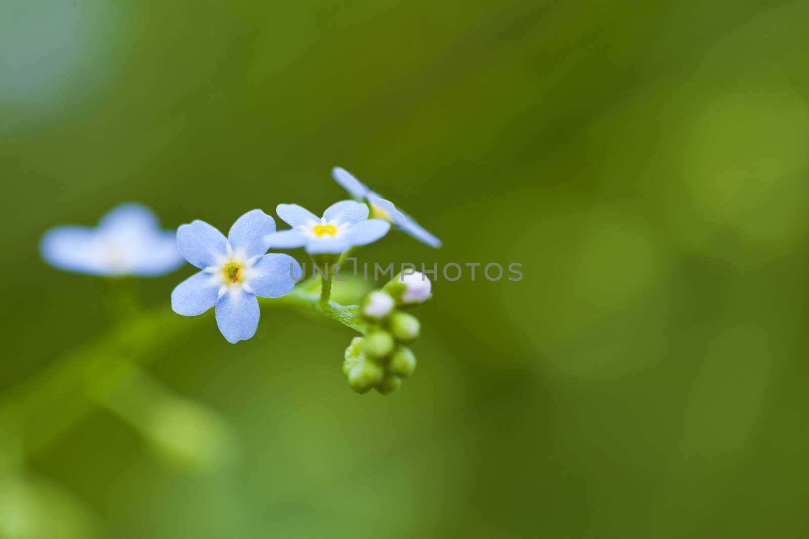 Forget-me-not blue flowers in the field