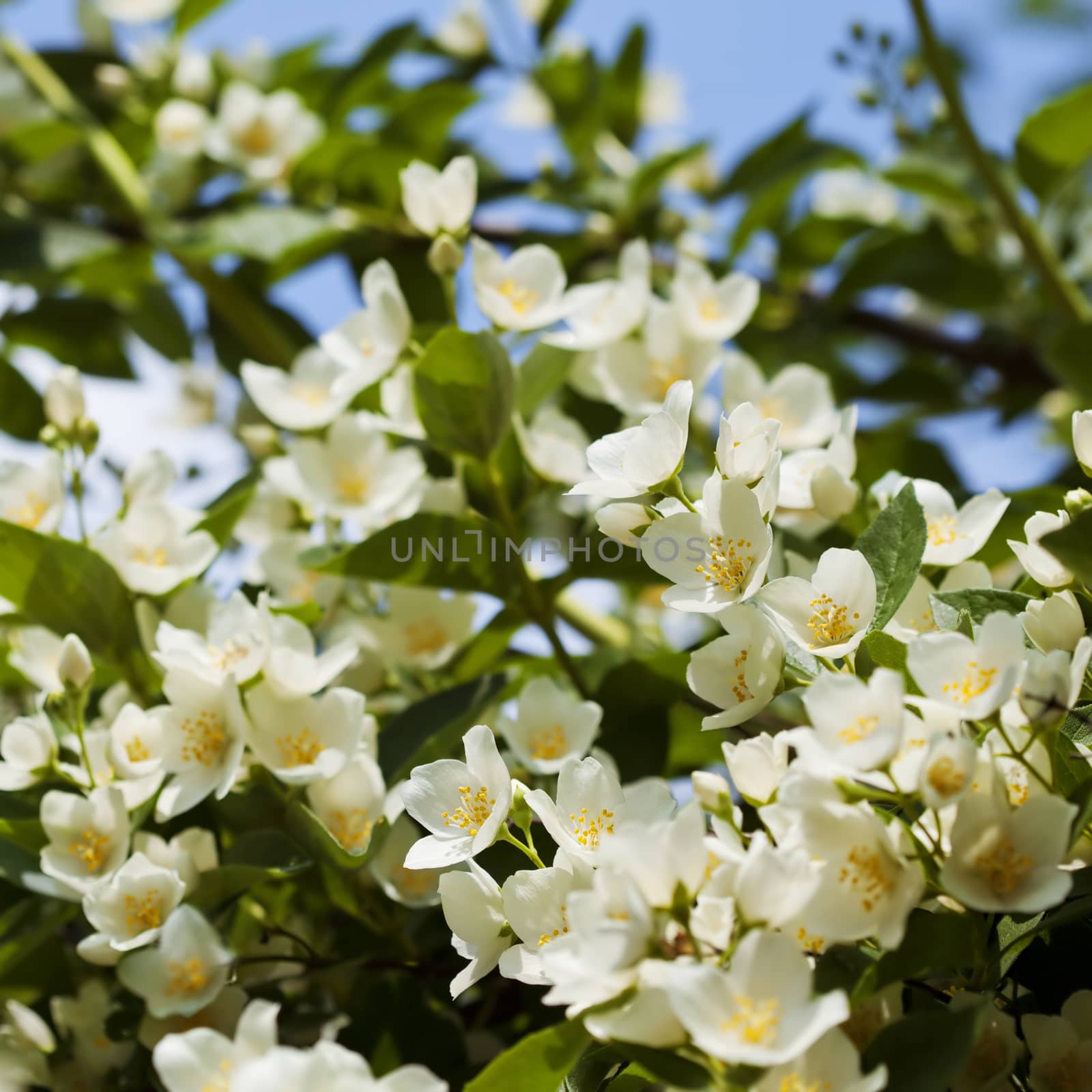 Beautiful fresh jasmine flowers in the garden