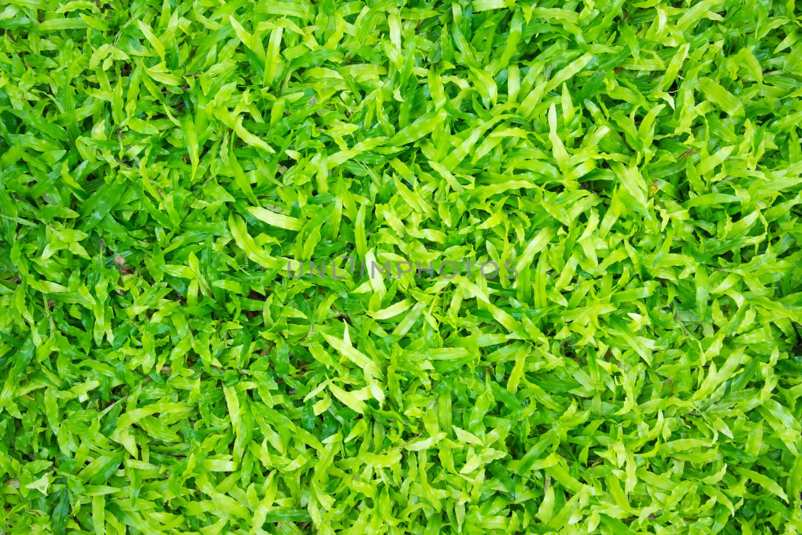 Big Leaf Green grass background texture only.