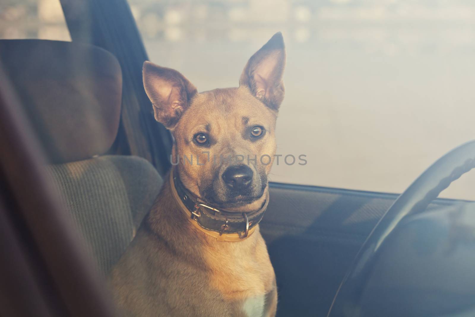 Lonely dog waiting in the car