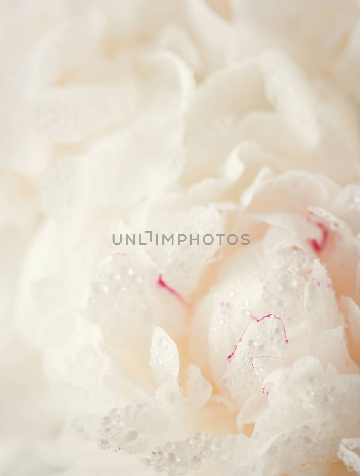 Abstract pink wedding flower background
