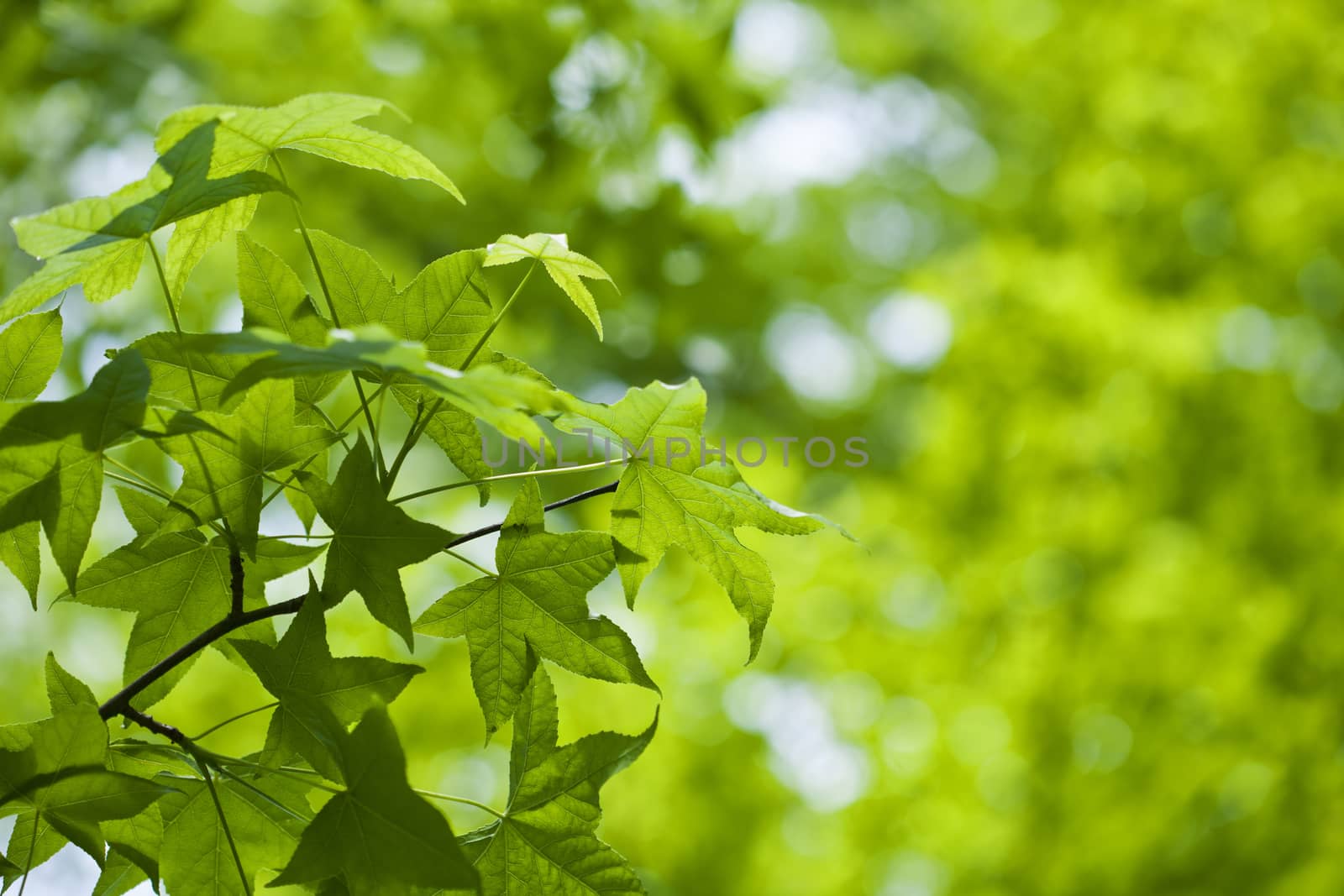 Fresh green leaves of maple 