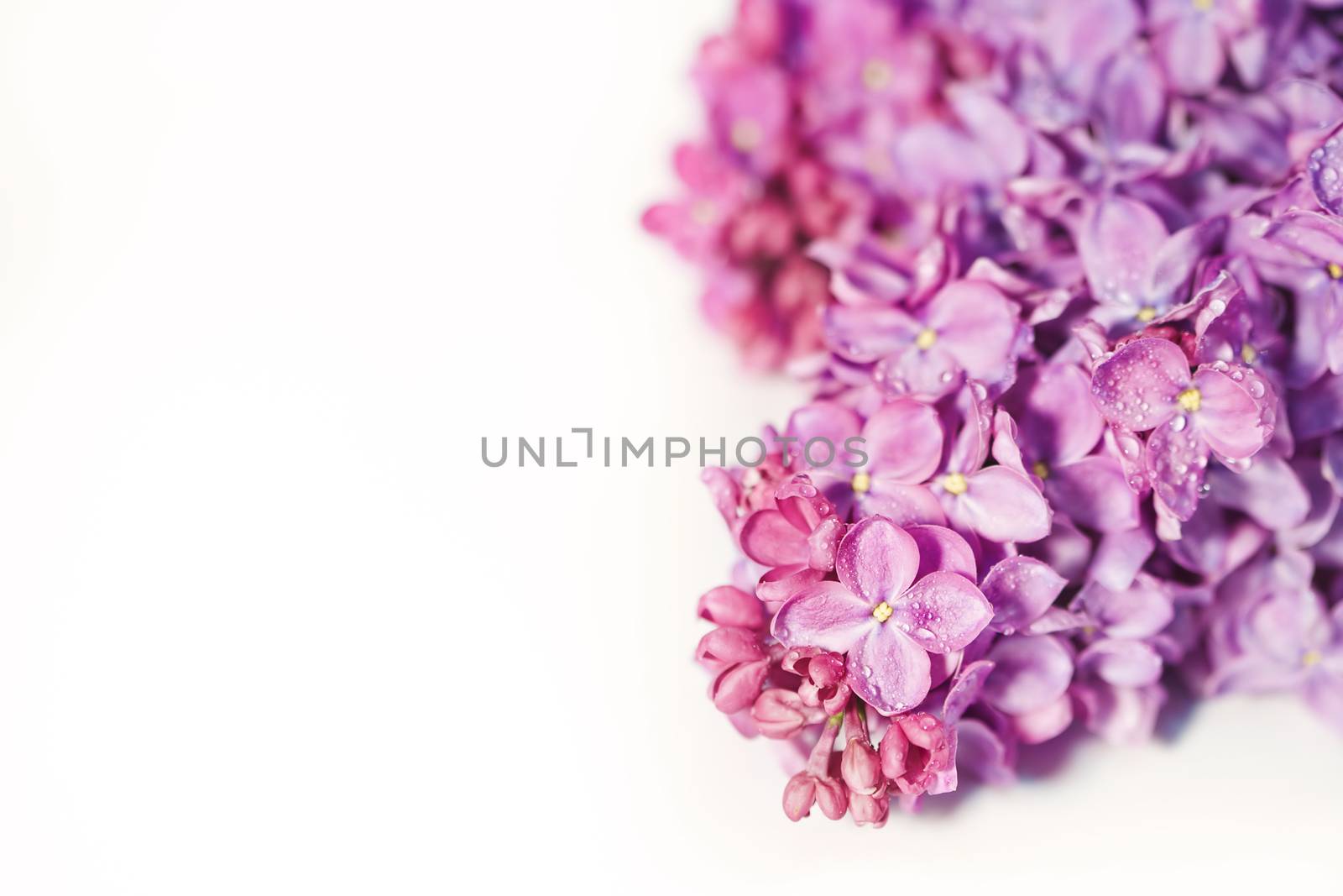 Lilac blossom isolated on white backround