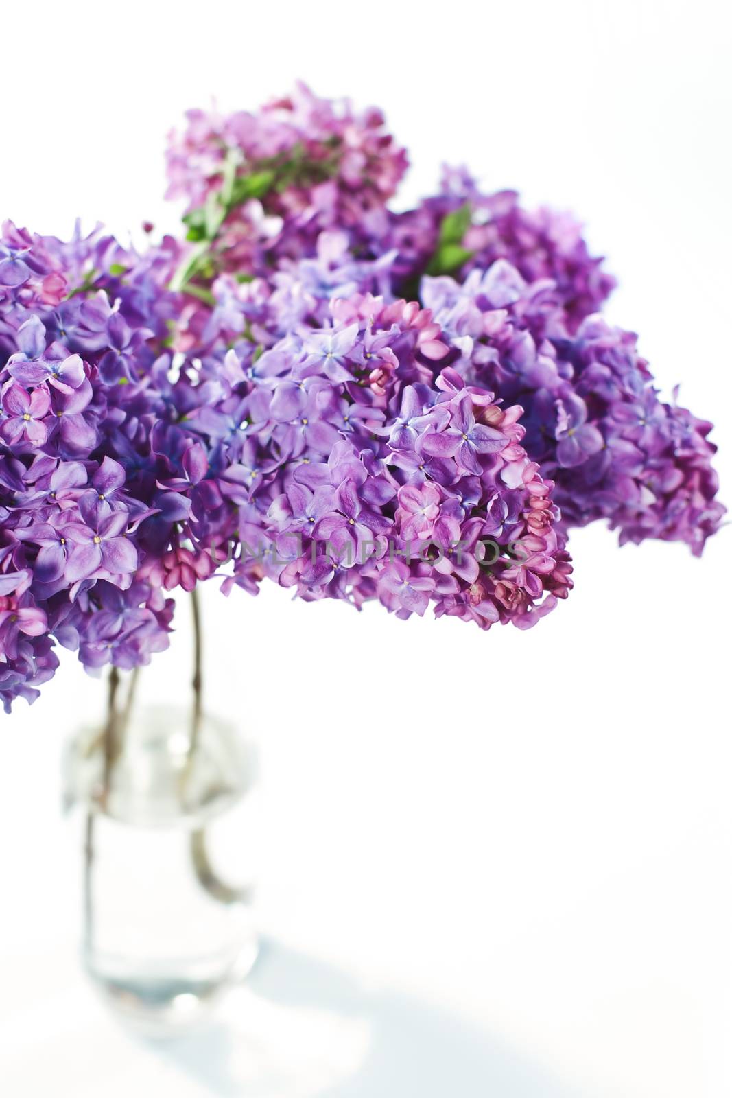 Spring bouquet of fresh lilac in a vase