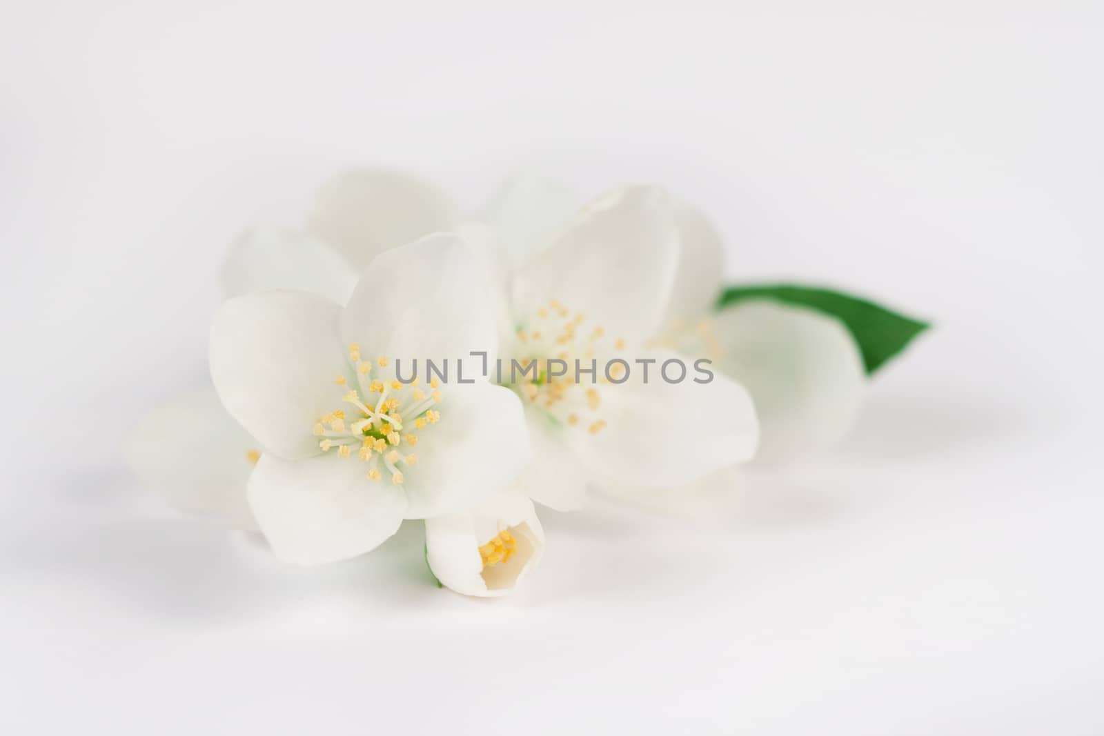 Jasmine flowers on white background