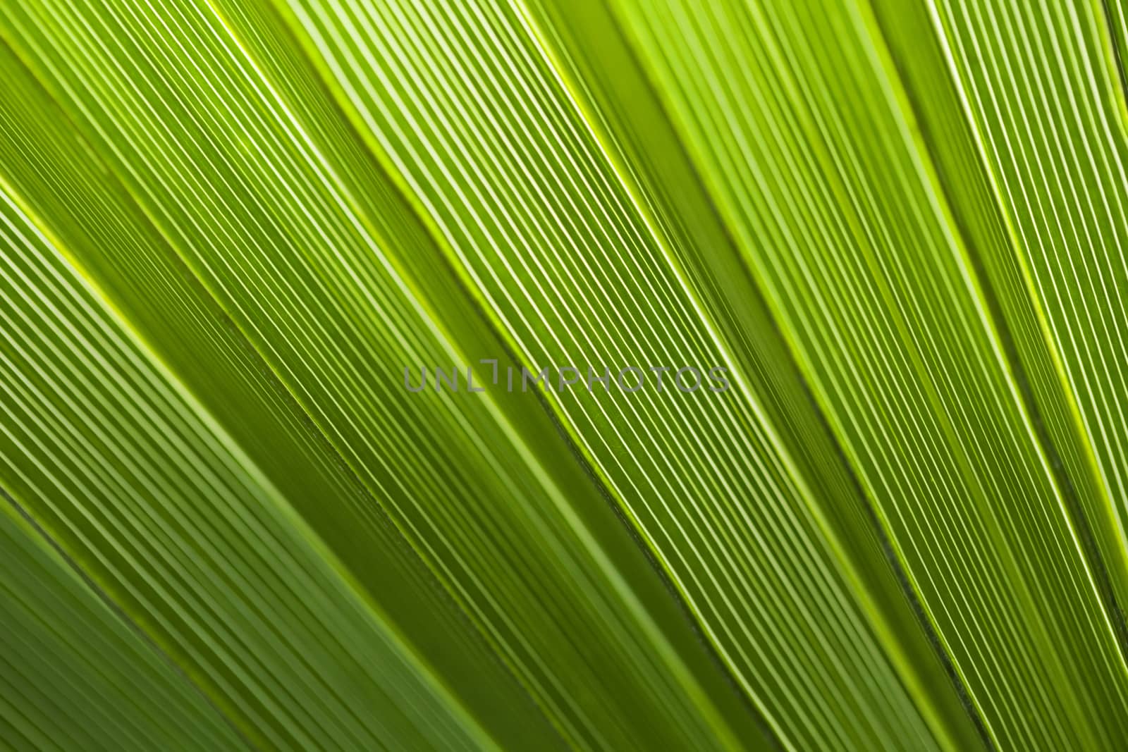 Green palm leaf texture for background.