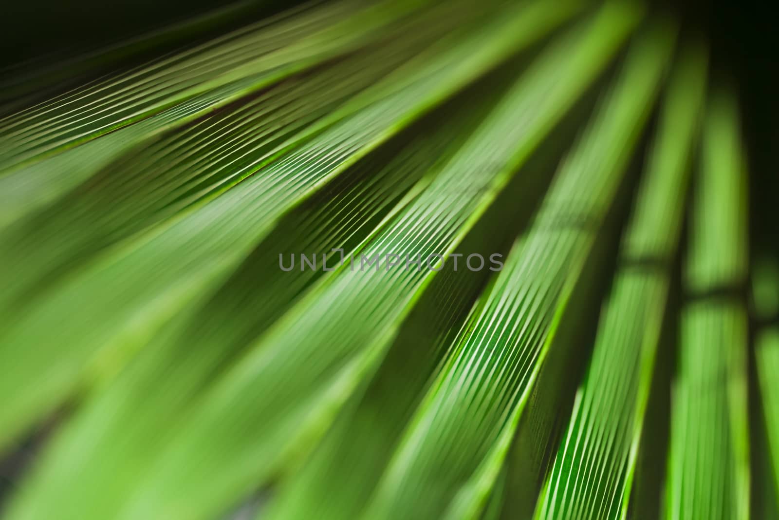 Green palm leaf texture for background.
