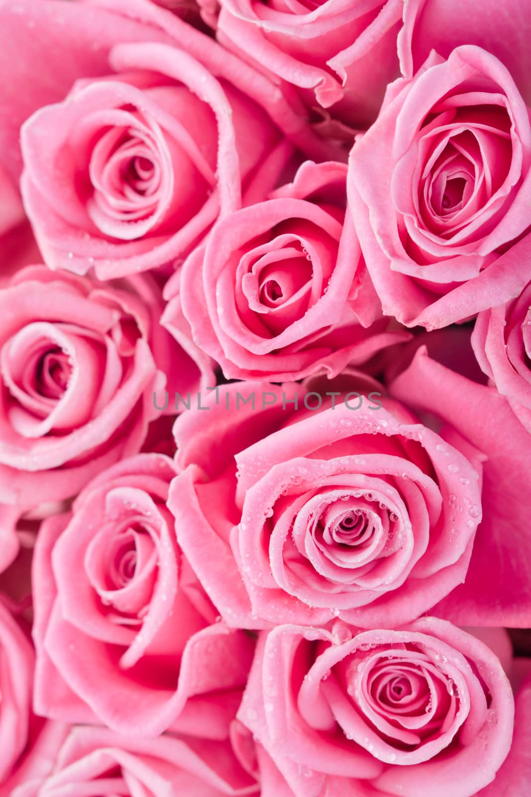 Beautiful pink roses background, bridal bouquet