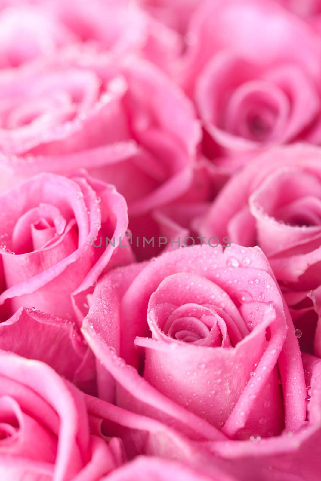 Pink roses by mariakomar