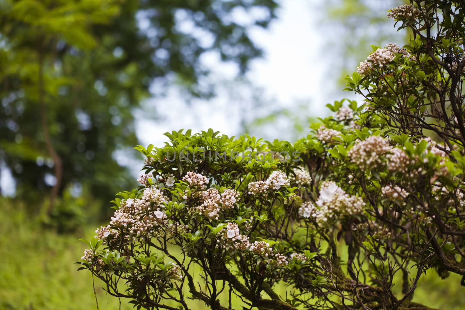 Beautiful pink blooming bush background