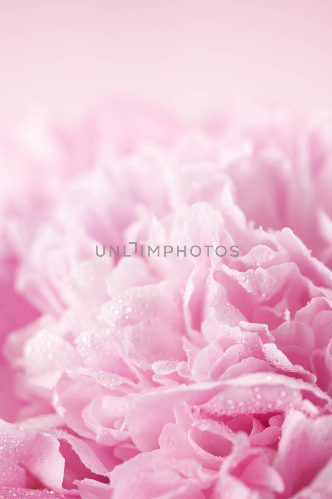 Abstract pink peony flower background