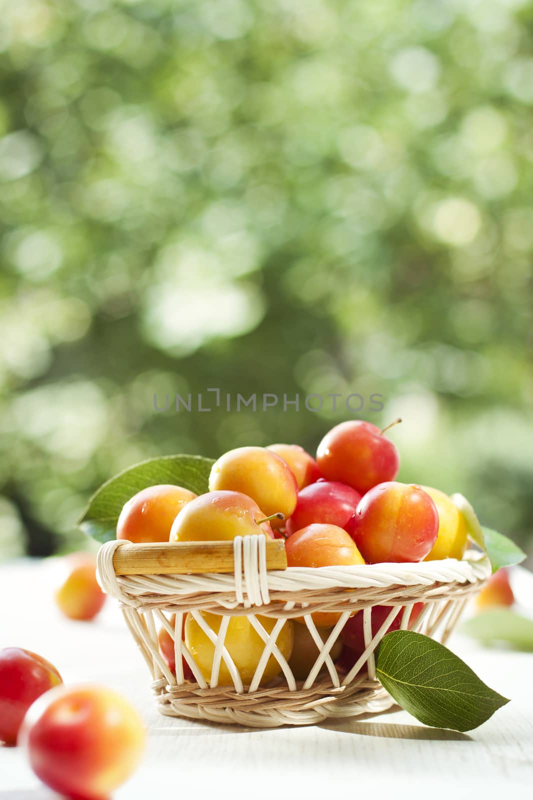 Fresh ripe plums in basket outdoors