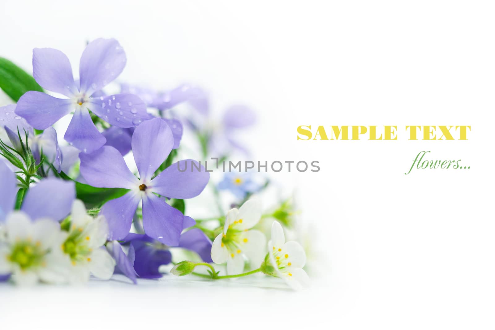 Spring flowers on white background. 