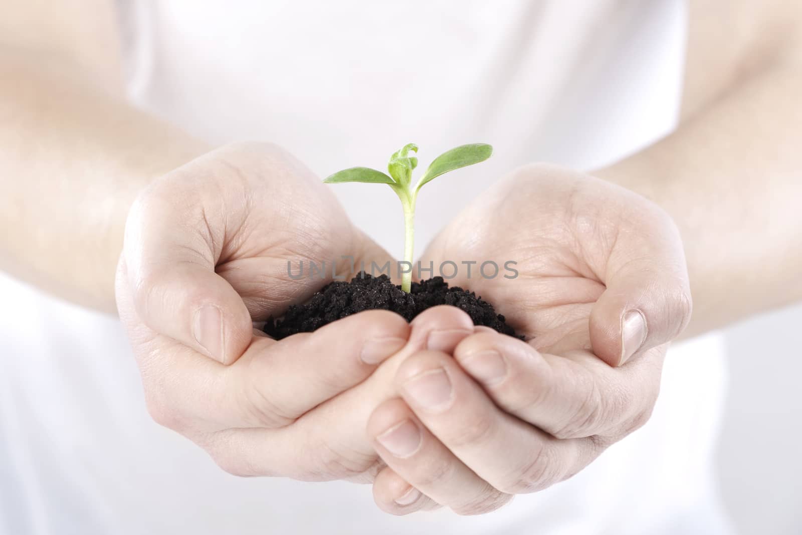Sprout in hands on white background 