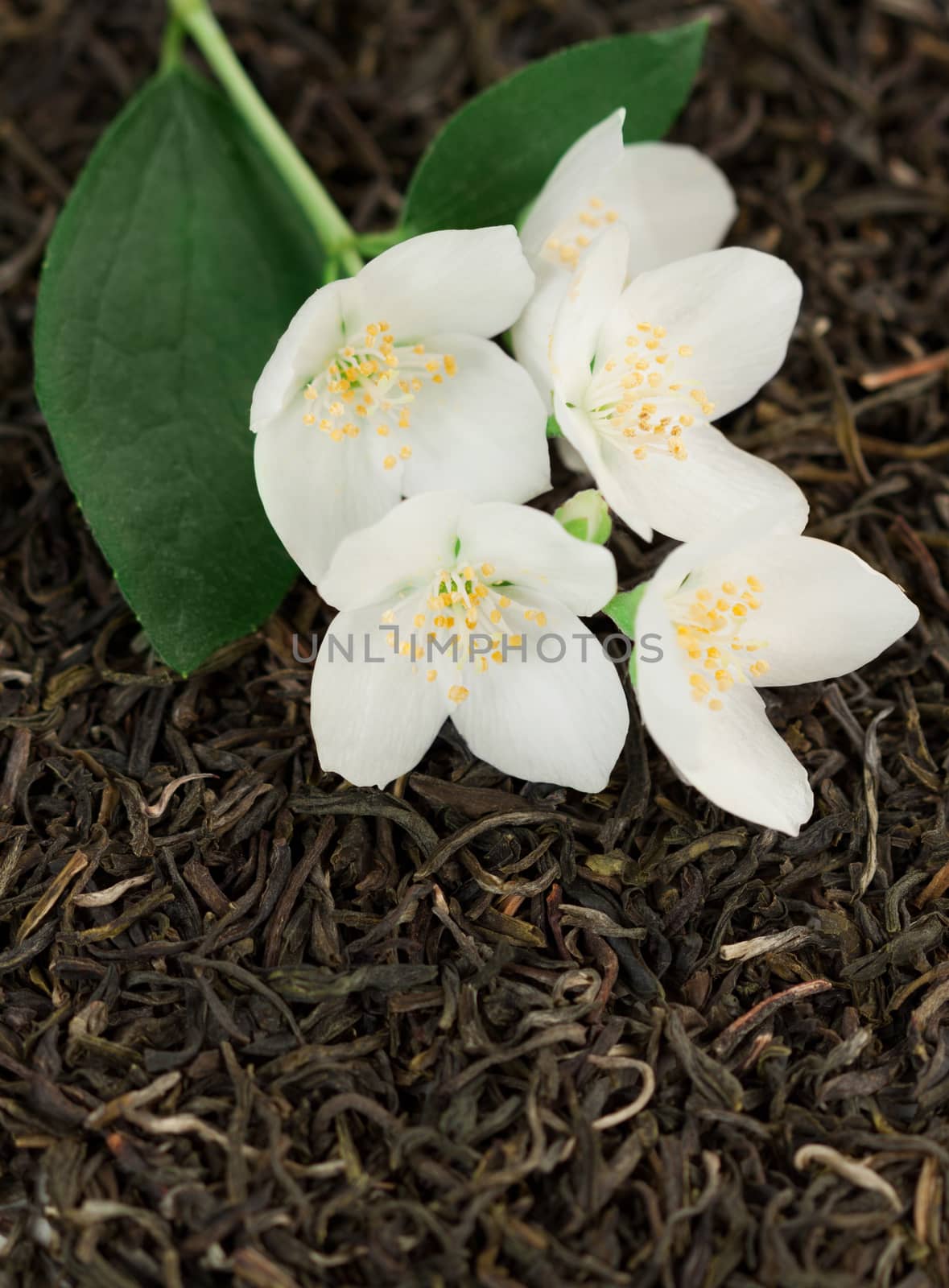 Jasmine flowers on green tea background 