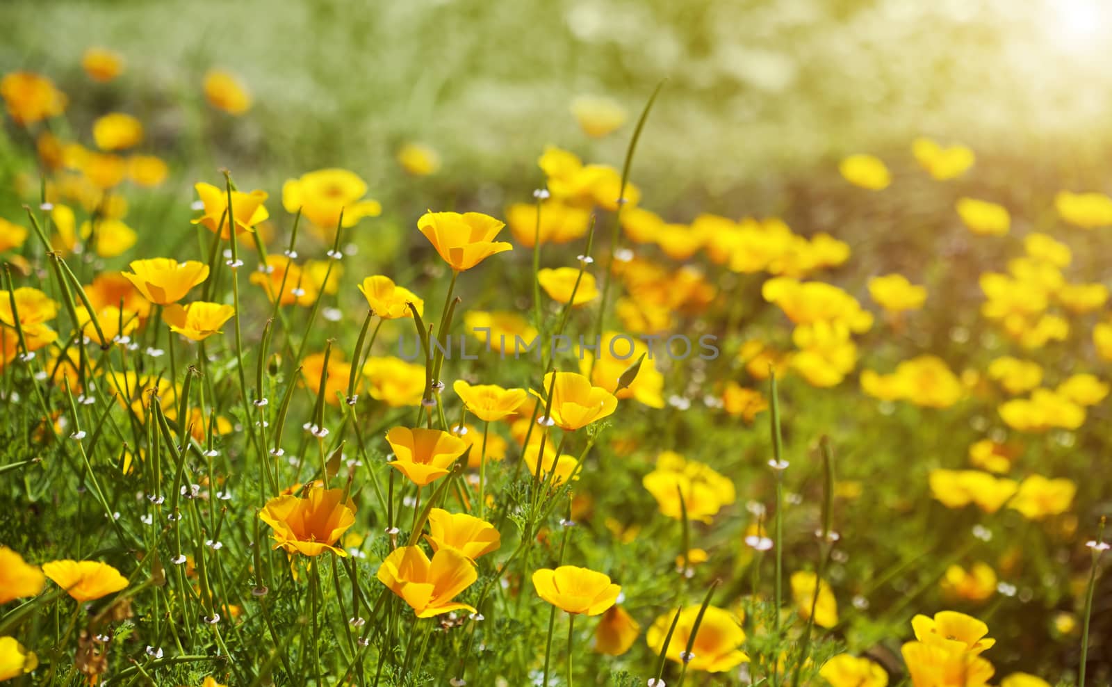 Yellow flowers in summer meadow background
