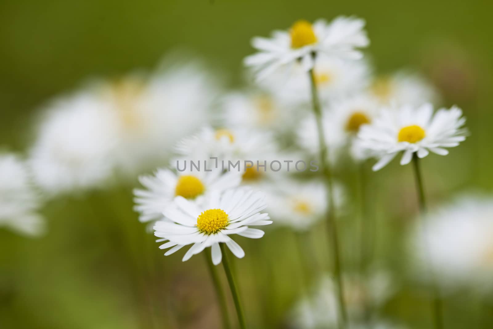 Chamomile flowers in meadow. Shallow depth of field.