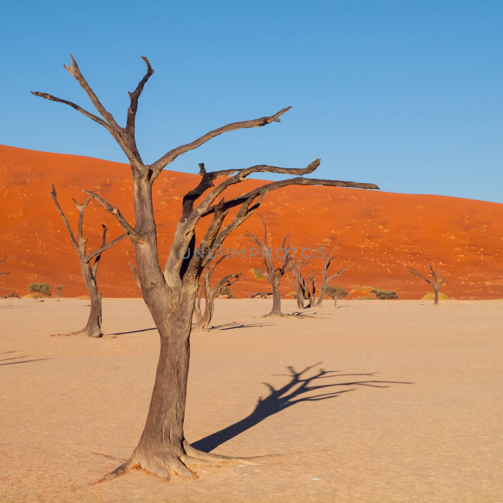 Dead acacia tree in Deadvlei by pyty