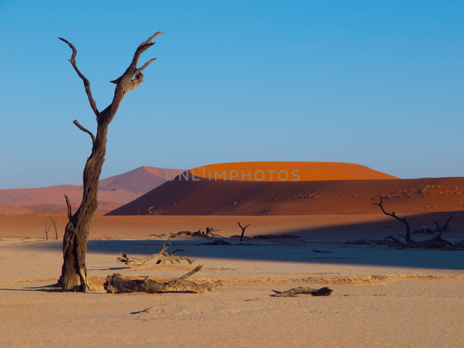 Dead acacia tree in Deadvlei of Namib desert (Namibia)