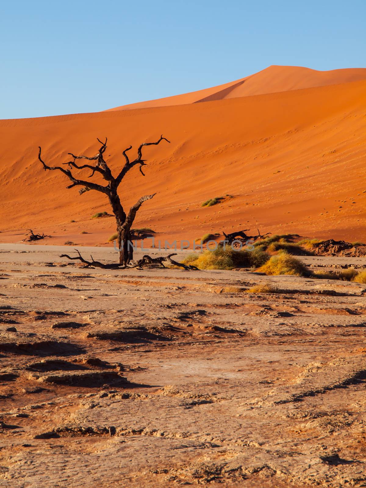 Dead acacia tree in Deadvlei of Namib desert (Namibia)