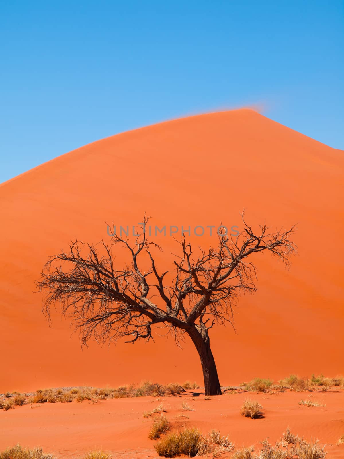 Acacia tree in front of Dune 45 in Namid desert (Namib Naukluft National Park Namibia)