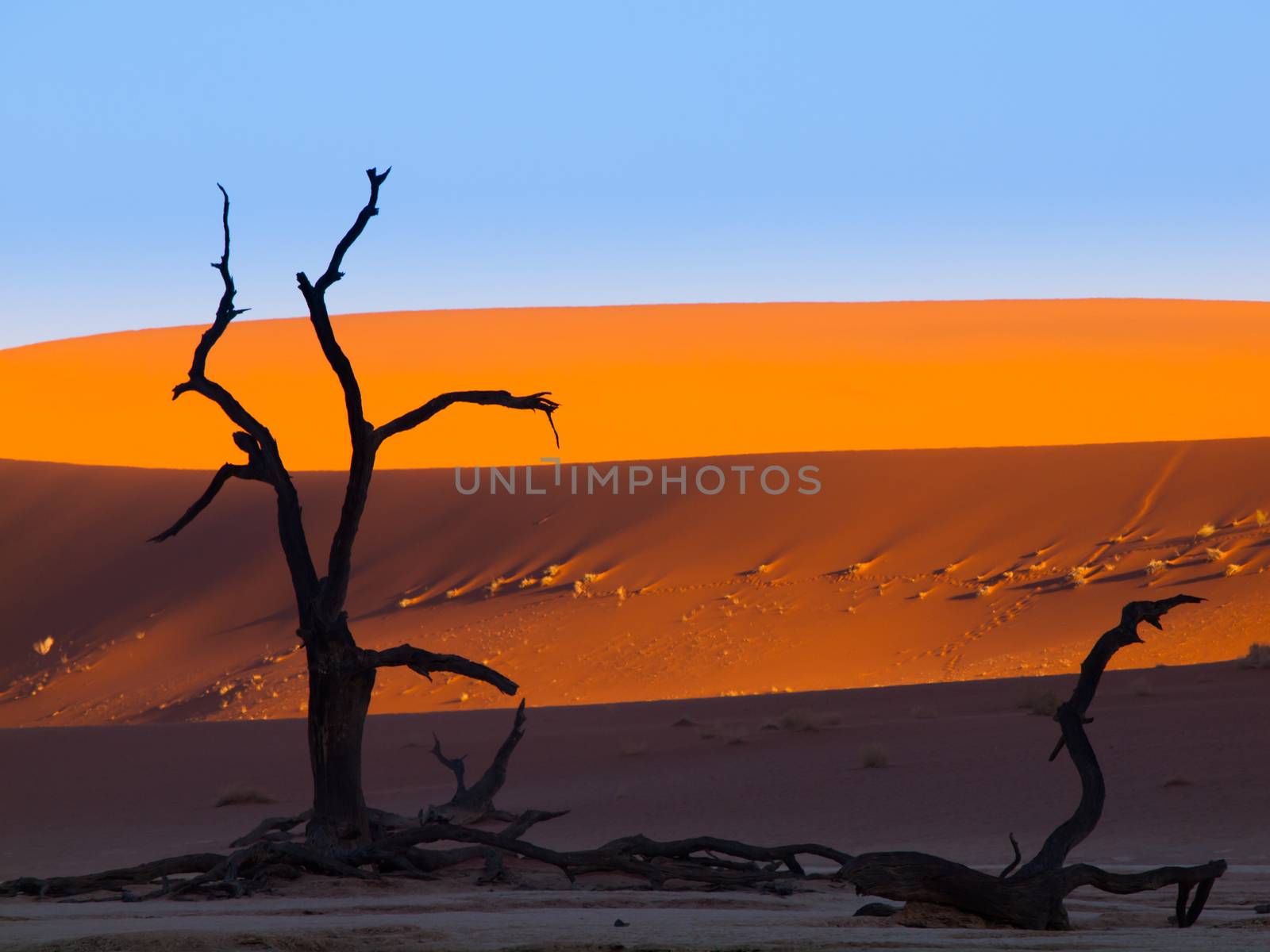 Tree silhouette in front of the red dune of Namib desert (Deadvlei, Namibia)