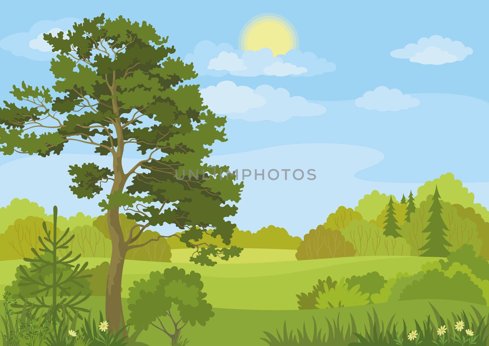 Summer landscape with pine and fir trees, bushes, flowers, grass, sun and blue sky.