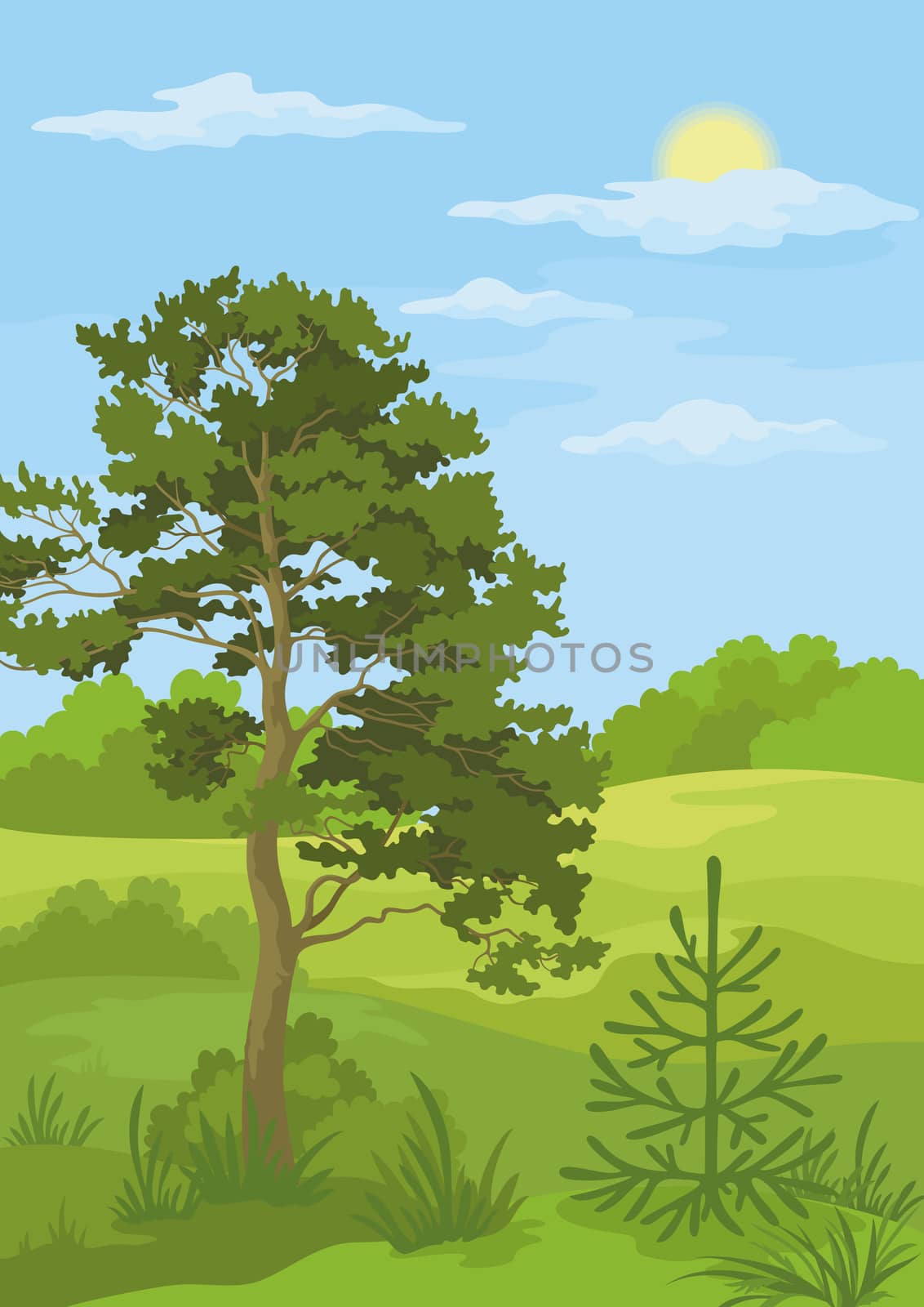 Summer woodland landscape with pine and fir trees, sun and blue sky.