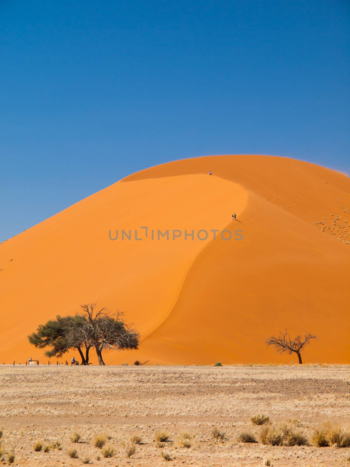 The most known dune of Namib desert - Dune 45 (Namibia)