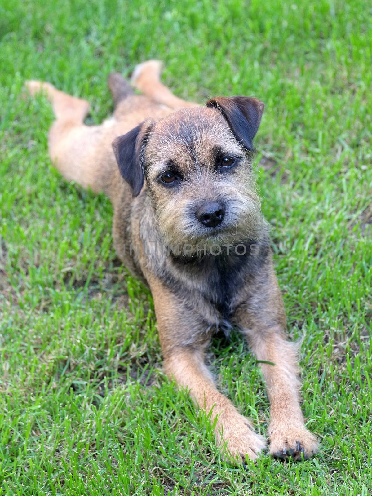 Puppy Border Terrier on a meadow