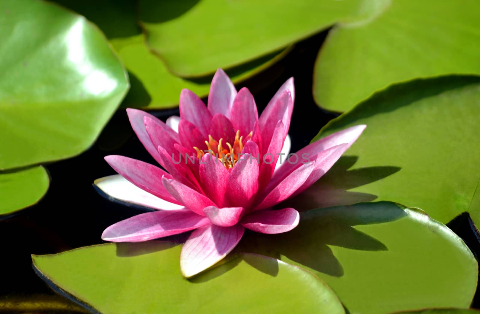 pink water lily (nymphaea pubescens) with green leaves swimming in a pond